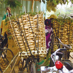 Sweetpotato is an important food crop in Sub-Saharan Africa (PHOTO BY S. TUMWEGAMIRE)